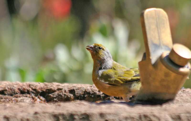 Cape Canary (Serinus canicollis) South Africa - Cape Town - Kirstenbosch Botanical Gardens