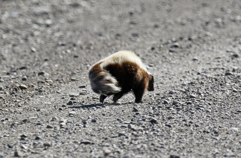 Humboldt's Hog-nosed Skunk (Conepatus humboldtii) Chile - Patagonia 