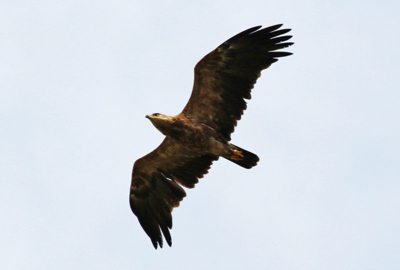 Lesser Spotted Eagle (Clanga pomarina) Greece - Central Macedonia - Ethniko Parko Limnis Kerkinis