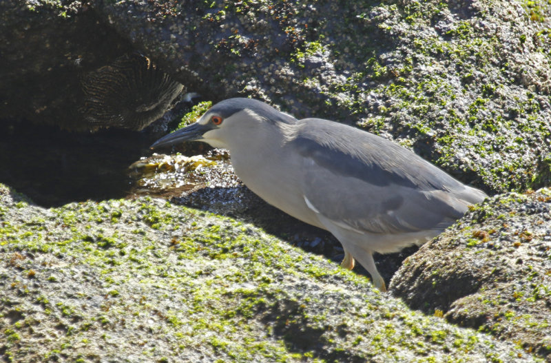 Black-crowned Night Heron (Nycticorax nycticorax obscurus) Chile - Valparaíso