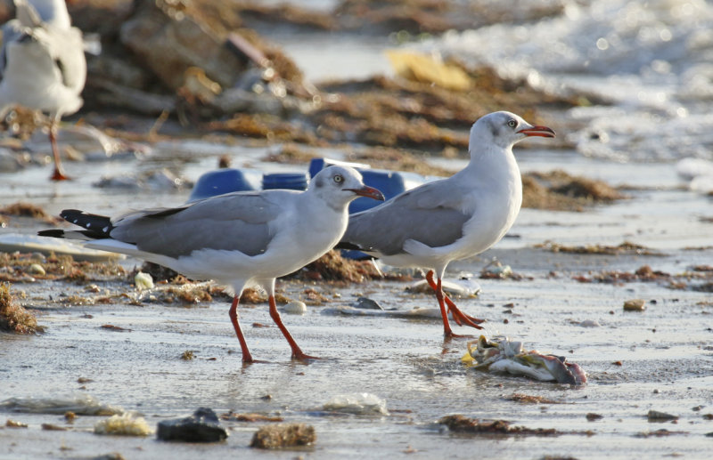 Grey-headed Gull (Chroicocephalus cirrocephalus poiocephalus) Gambia - Tanji beach