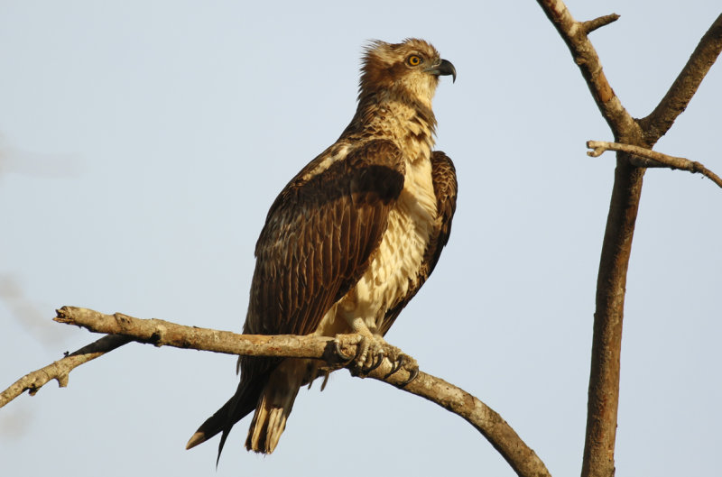 Western Osprey (Pandion haliaetus haliaetus) Gambia - Abuko Nature Reserve