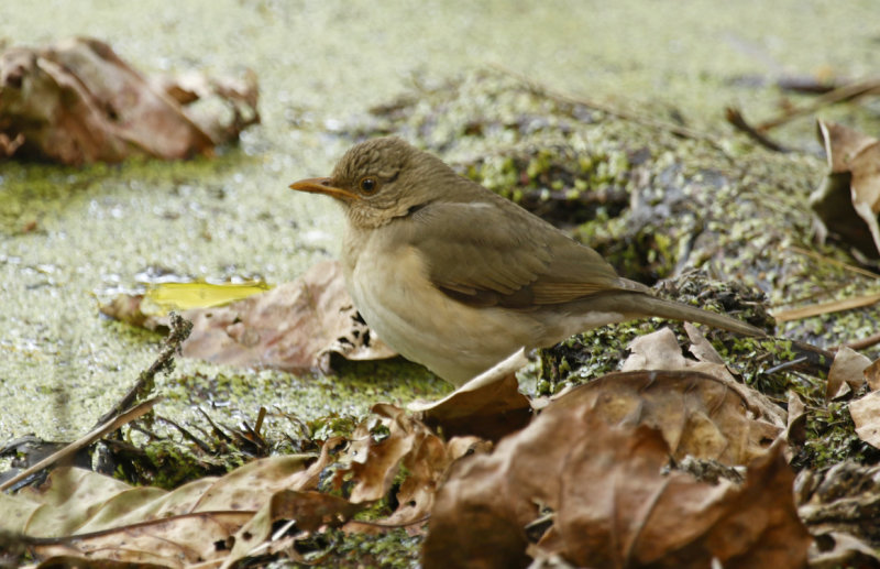 African Thrush (Turdus pelios chiguancoides) Gambia - Abuko Nature Reserve