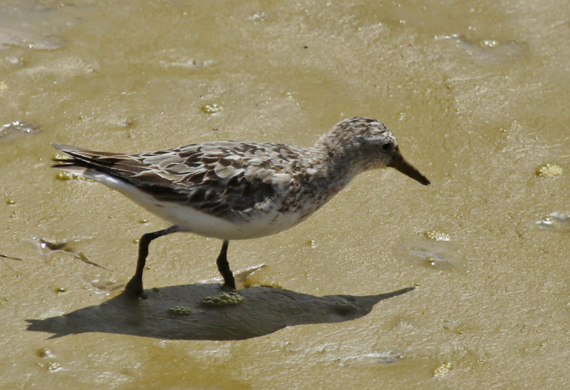 Least Sandpiper (Calidris minutilla) Suriname - Paramaribo