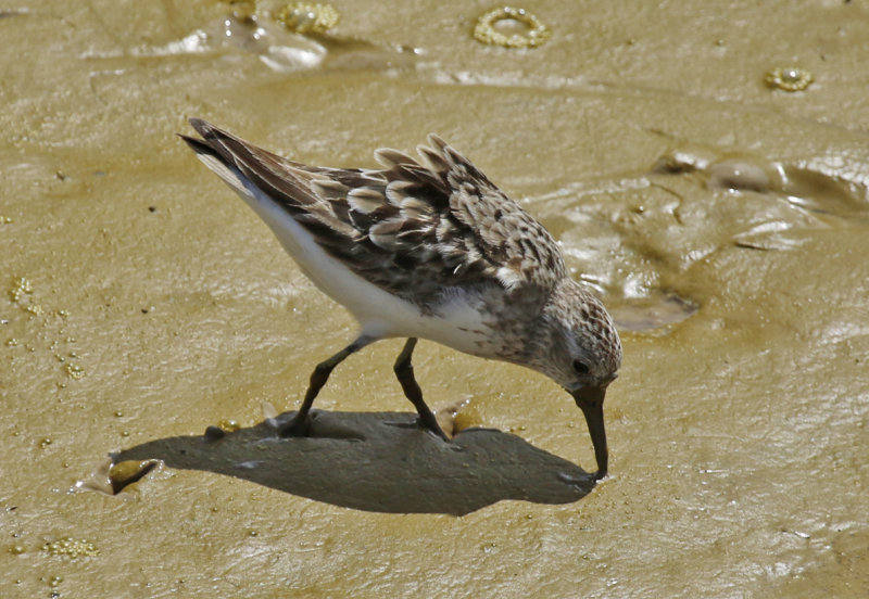 Least Sandpiper (Calidris minutilla) Suriname - Paramaribo