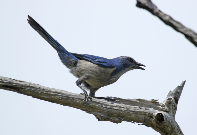 Florida Scrub Jay (Aphelocoma coerulescens) US - Florida - Canaveral National Seashore