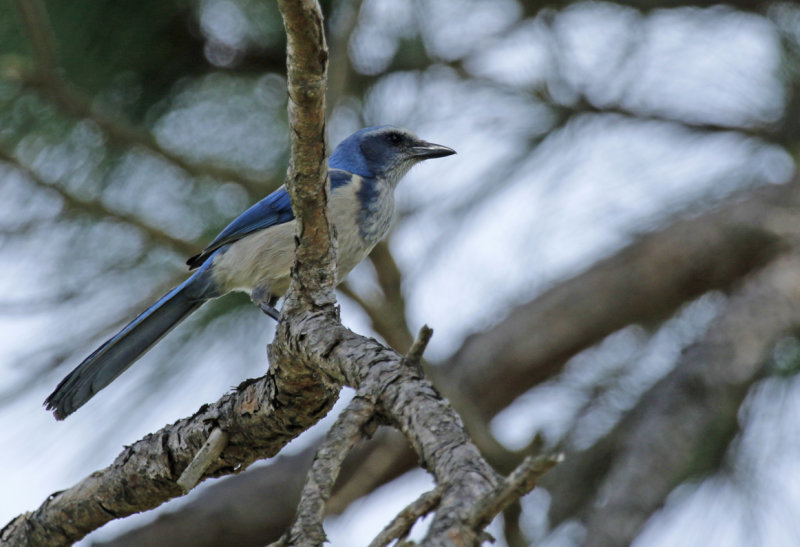 Florida Scrub Jay (Aphelocoma coerulescens) US - Florida - Canaveral National Seashore