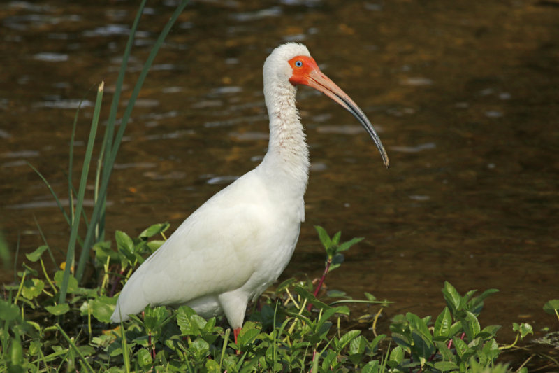 American White Ibis (Eudocimus albus) US - Florida - Orlando Wetlands Park