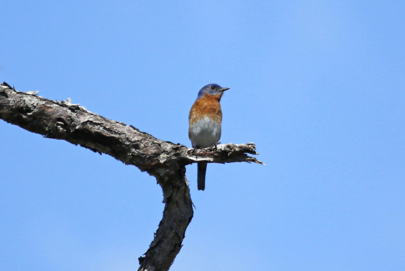 Eastern Bluebird (Sialia sialis) Florida - Orange - Hall Scott Regional Preserve