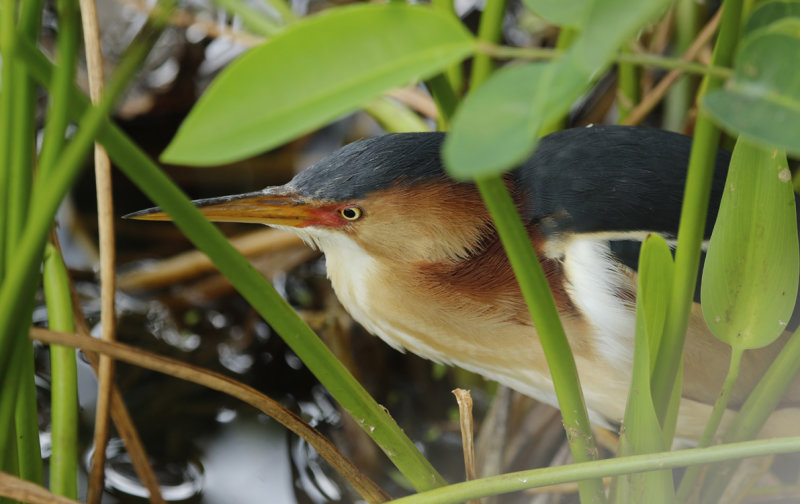 Least Bittern (Ixobrychus exilis) Florida - Palm Beach - Wakodahatchee Wetlands Reserve