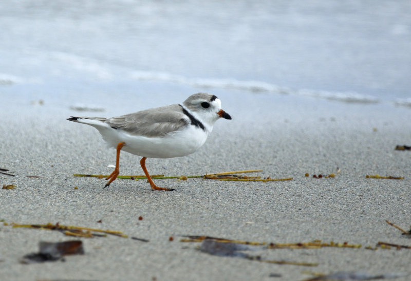 Piping Plover (Charadrius melodus) US Florida - Key Biscayne - Bill Baggs Cape Florida State Park