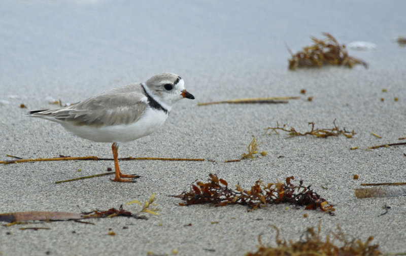 Piping Plover (Charadrius melodus) US Florida - Key Biscayne - Bill Baggs Cape Florida State Park