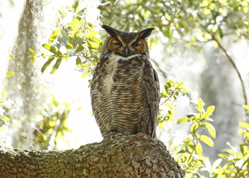 Great Horned Owl (Bubo virginianus) US Florida - Seminole - Lake Jesup Wilderness Area