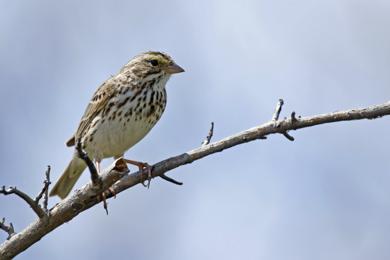Savannah Sparrow (Passerculus sandwichensis) US Florida - Merritt Island National Wildlife Refuge