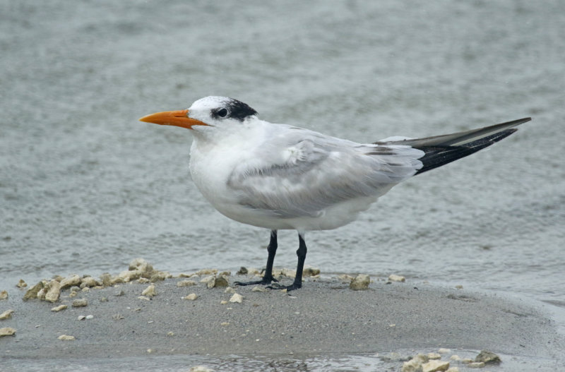 Royal Tern (Thalasseus maximus) US - Miami-Dade - Matheson Hammock Park