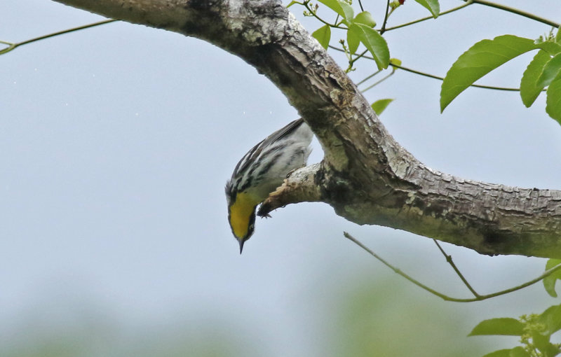 Yellow-throated Warbler (Setophaga dominica) US - Florida - Everglades National Park, Mahogany Hammock