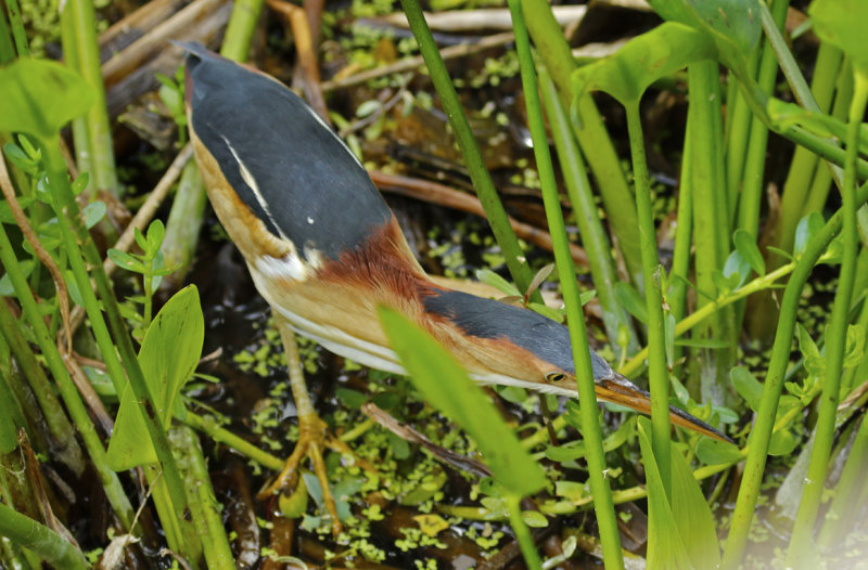 Least Bittern (Ixobrychus exilis) Florida - Palm Beach - Wakodahatchee Wetlands Reserve