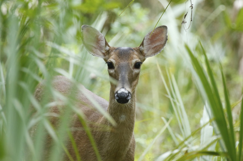 Florida White-tailed Deer (Odocoileus virginianus seminolus) Florida - Orange - Wekiwa Springs State Park