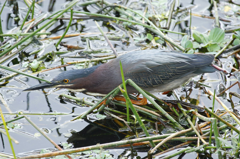 Green Heron (Butorides virescens) Florida - Palm Beach - Wakodahatchee Wetlands Reserve