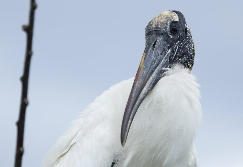 Wood Stork (Mycteria americana) Florida - Palm Beach - Wakodahatchee Wetlands Reserve