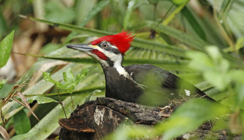 Pileated Woodpecker (Dryocopus pileatus) (male adult) Florida - Orange - Wekiwa Springs State Park