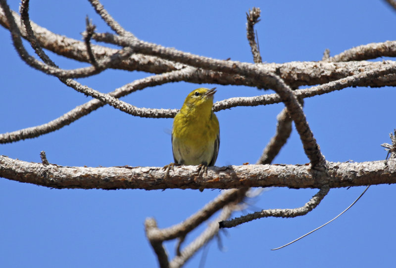 Pine Warbler (Setophaga pinus) US - Florida - Canaveral National Seashore