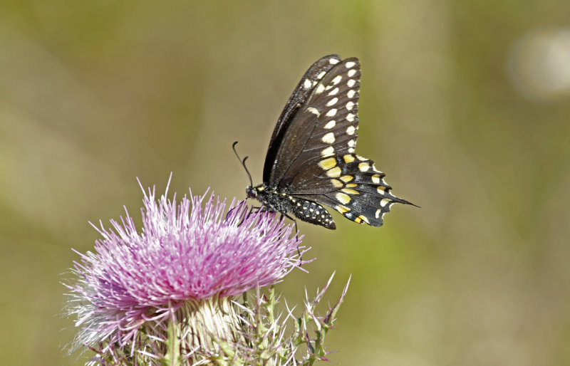 Black Swallowtail (Papilio polyxenes) Florida - Orange - Hall Scott Regional Preserve