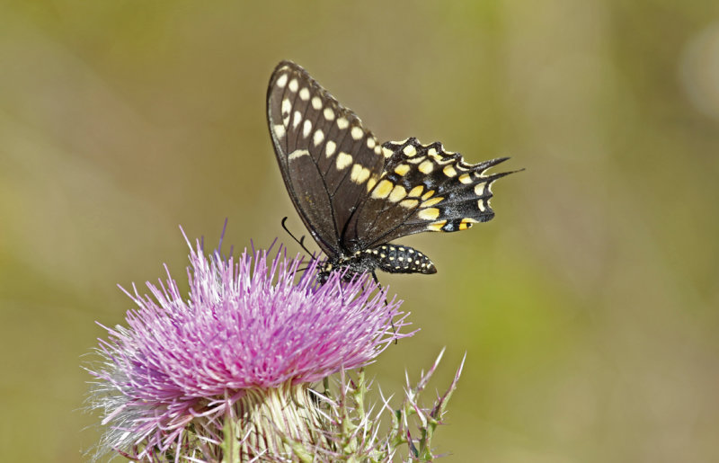 Black Swallowtail (Papilio polyxenes) Florida - Orange - Hall Scott Regional Preserve