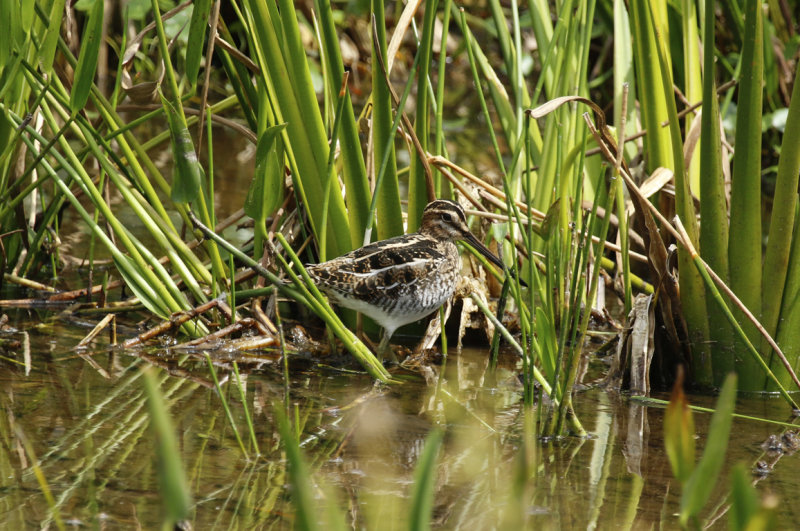 Wilson's Snipe (Gallinago delicata) Florida - Palm Beach - Wakodahatchee Wetlands Reserve