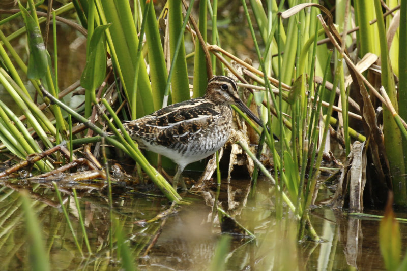 Wilson's Snipe (Gallinago delicata) Florida - Palm Beach - Wakodahatchee Wetlands Reserve