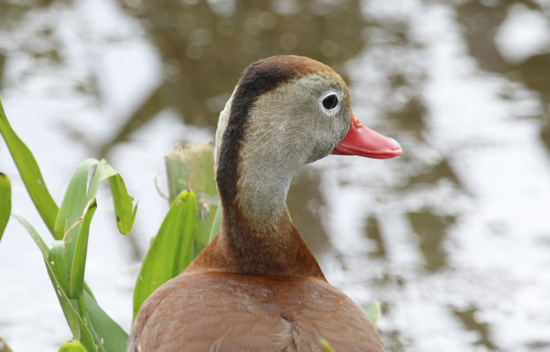Black-bellied Whistling Duck (Dendrocygna autumnalis) Florida - Palm Beach - Wakodahatchee Wetlands Reserve