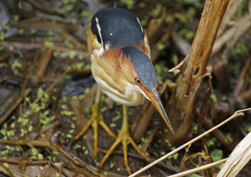 Least Bittern (Ixobrychus exilis) Florida - Palm Beach - Wakodahatchee Wetlands Reserve