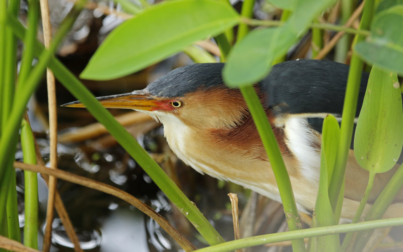 Least Bittern (Ixobrychus exilis) Florida - Palm Beach - Wakodahatchee Wetlands Reserve