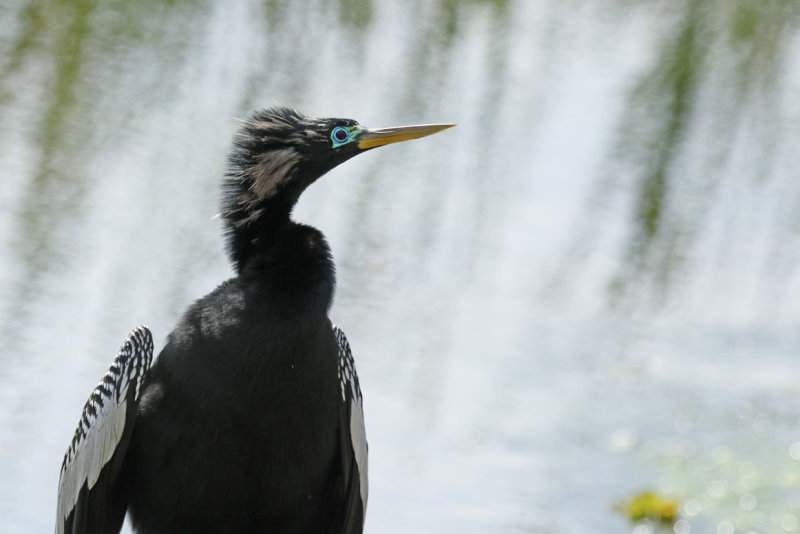 Anhinga (Anhinga anhinga leucogaster) Florida - Orange - Orlando Wetlands Park
