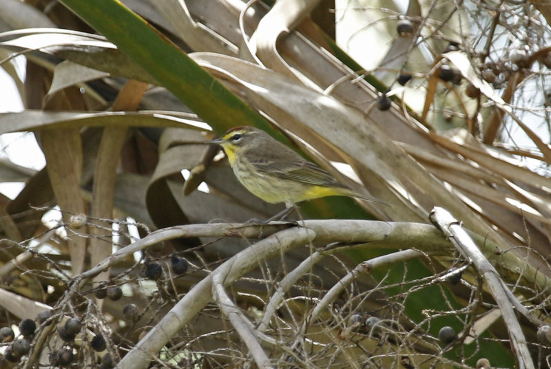 Palm Warbler (Setophaga palmarum) Florida - Seminole - Lake Jesup Wilderness Area