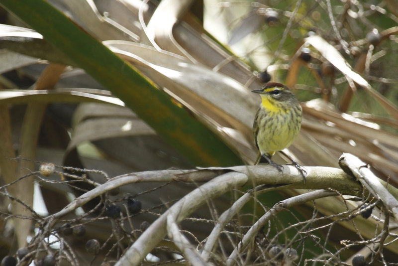 Palm Warbler (Setophaga palmarum) Florida - Seminole - Lake Jesup Wilderness Area