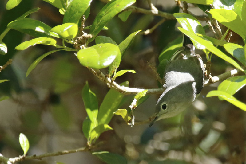 Blue-grey Gnatcatcher (Polioptila caerulea)