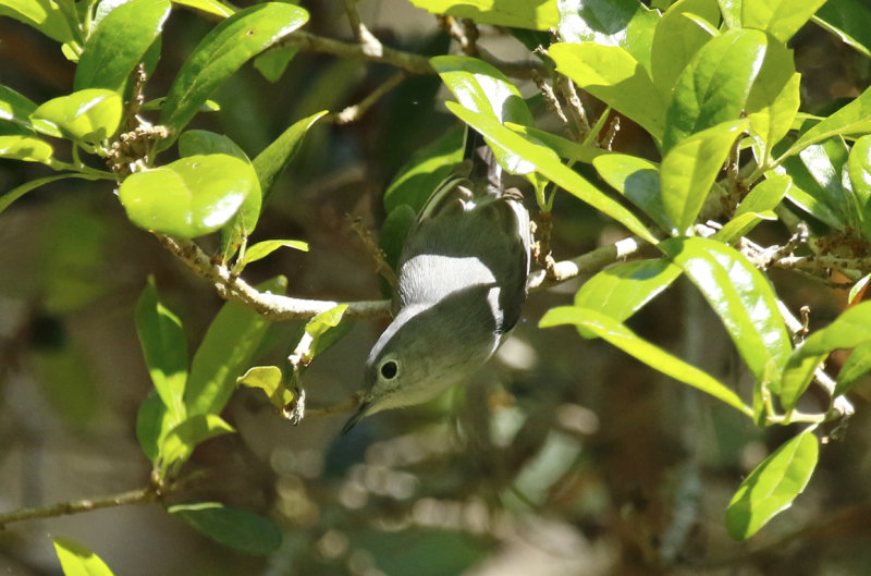 Blue-grey Gnatcatcher (Polioptila caerulea) Florida - Seminole - Lake Jesup Wilderness Area