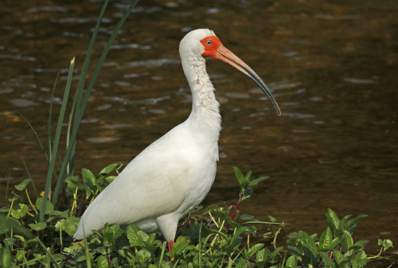 American White Ibis (Eudocimus albus) US - Florida - Orlando Wetlands Park