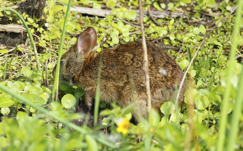 Marsh Rabbit (Sylvilagus palustris) Florida - Orange - Orlando Wetlands Park