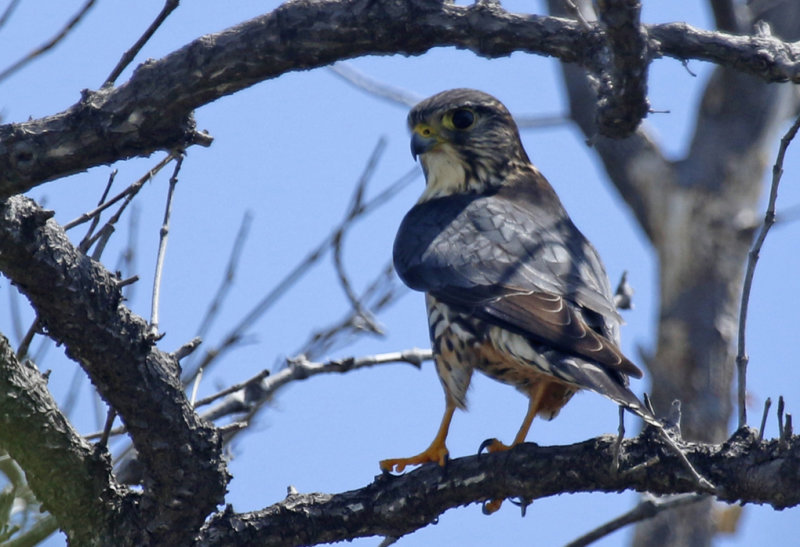 Merlin (Falco columbarius) Florida Keys - Long Key State Park