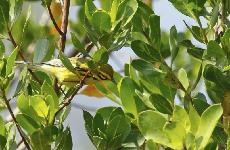 Prairie Warbler (Setophaga discolor) US Florida -  Everglades NP