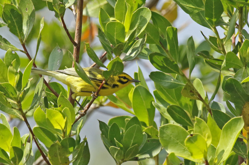 Prairie Warbler (Setophaga discolor) US Florida -  Everglades NP