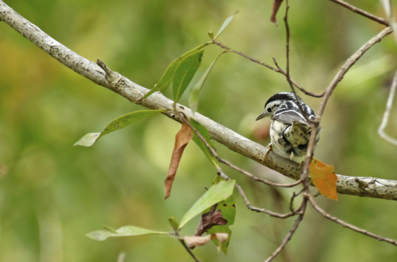 Black-and-white Warbler (Mniotilta varia) Florida - Everglades NP