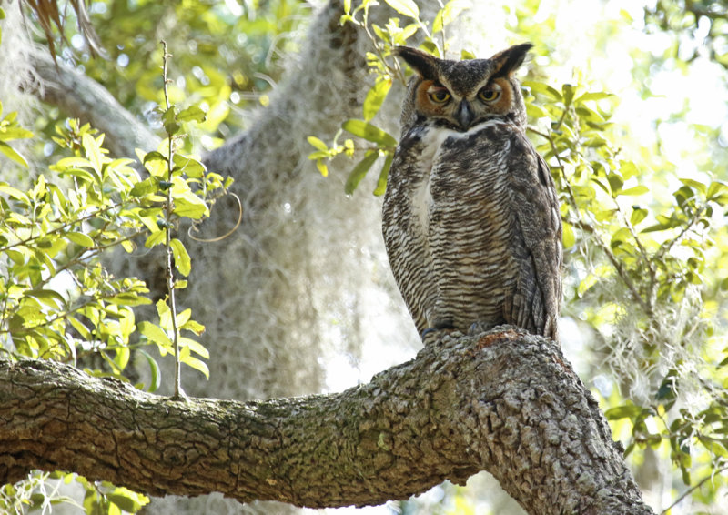 Great Horned Owl (Bubo virginianus) US Florida - Seminole - Lake Jesup Wilderness Area