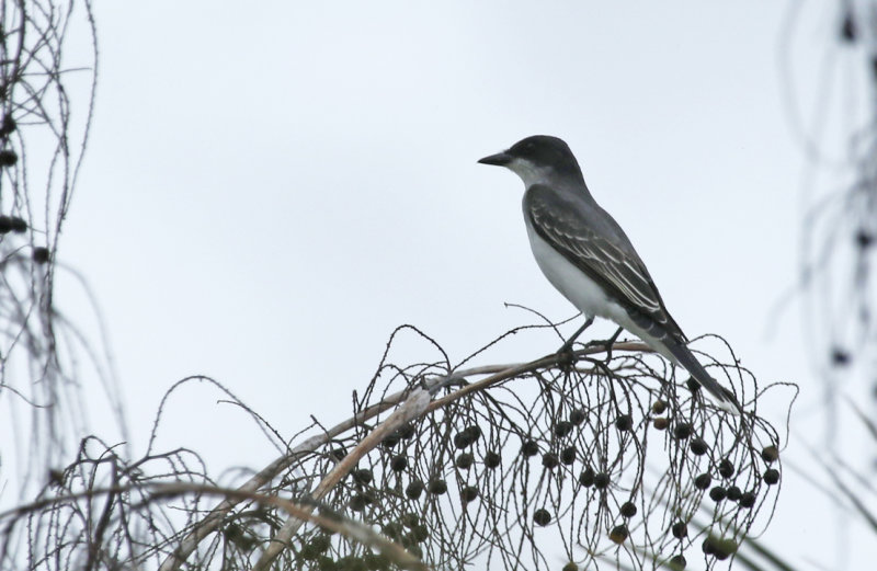 Eastern Kingbird (Tyrannus tyrannus) Florida - Everglades NP - Mahogany Hammock