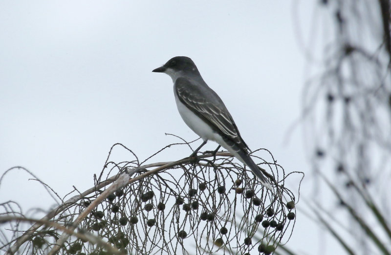 Eastern Kingbird (Tyrannus tyrannus) Florida - Everglades NP - Mahogany Hammock