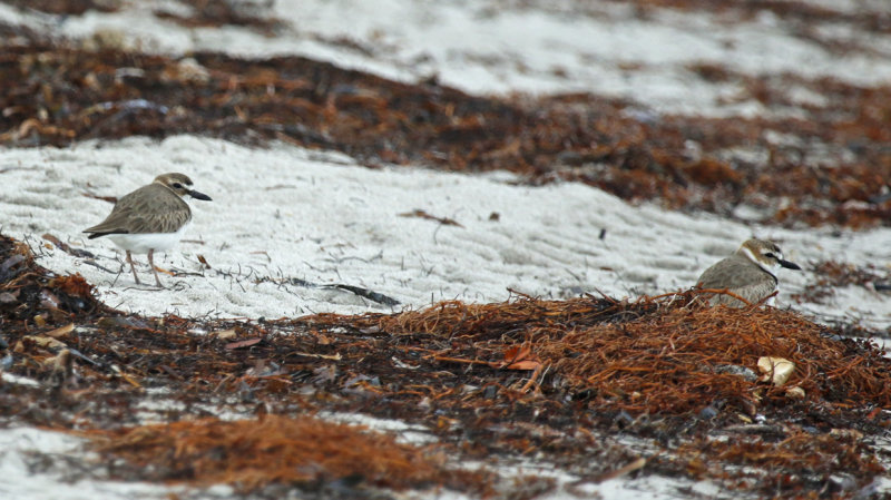 Wilson's Plover (Anarhynchus wilsonia) US Florida - Key Biscayne - Bill Baggs Cape Florida State Park