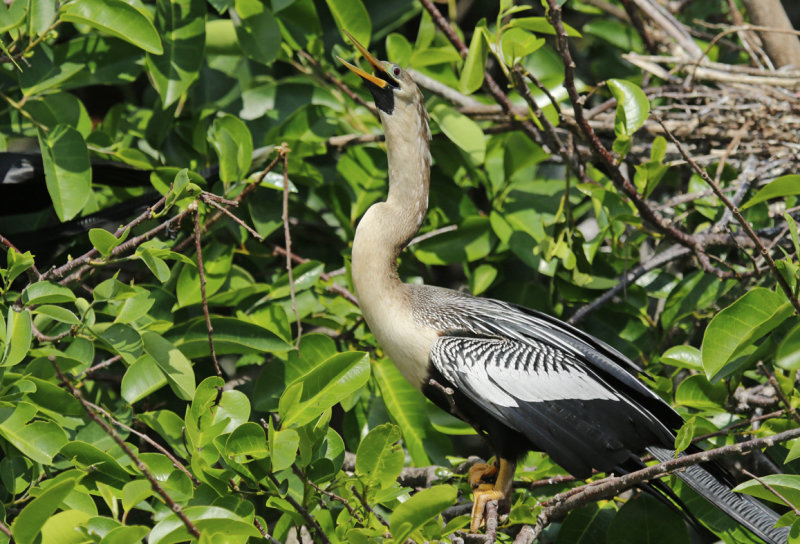 Anhinga (Anhinga anhinga leucogaster) Florida - Palm Beach - Wakodahatchee Wetlands Reserve