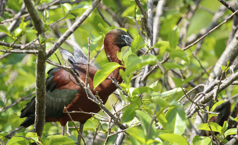 Glossy Ibis (Plegadis falcinellus) Florida - Palm Beach - Wakodahatchee Wetlands Reserve